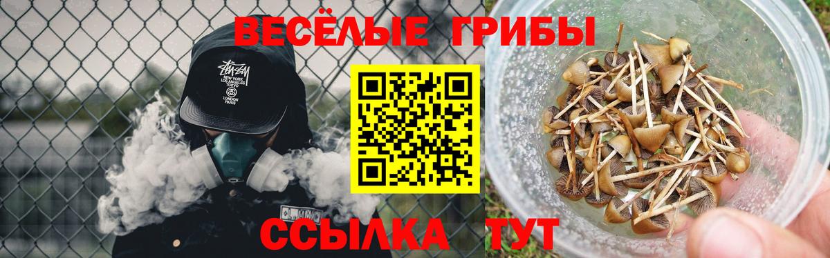 Галлюциногенные грибы Psilocybe Кузнецк